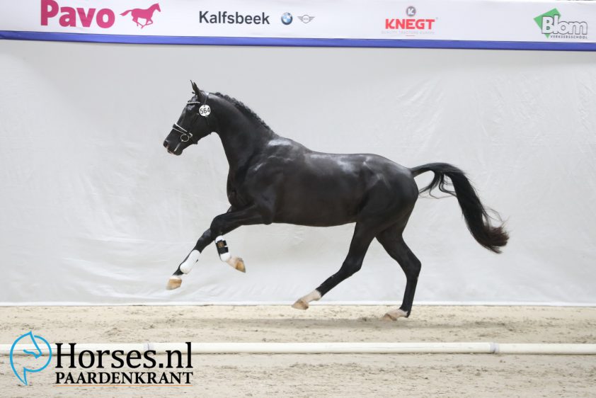 In Beeld: Aangewezen dressuurhengsten dag 2 featured image