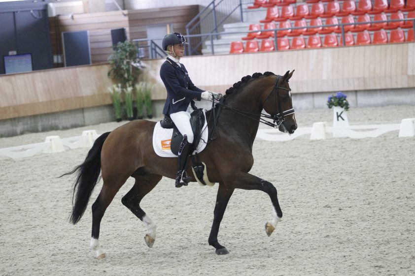 KWPN-hengst Charmingmood plotseling overleden featured image
