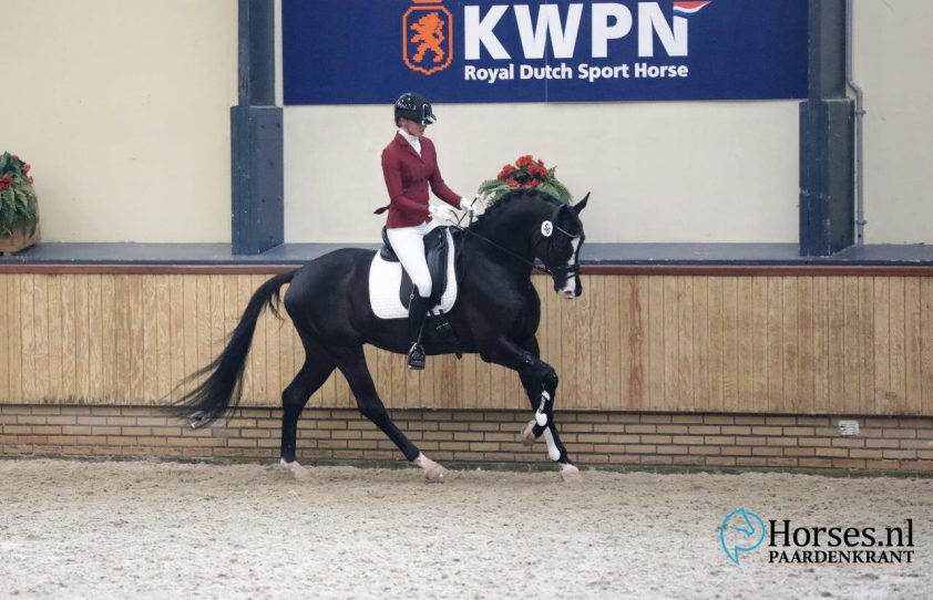 KWPNaangewezen Totilaszoon Monte JT en Zinelord VDL scoren in Duitse