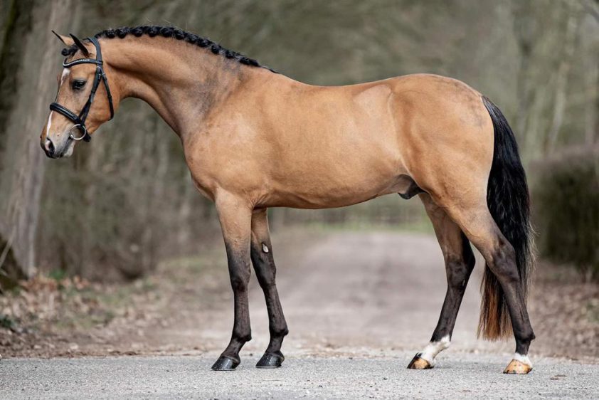 Stel Nederlandse hengsten goedgekeurd in Rheinland featured image