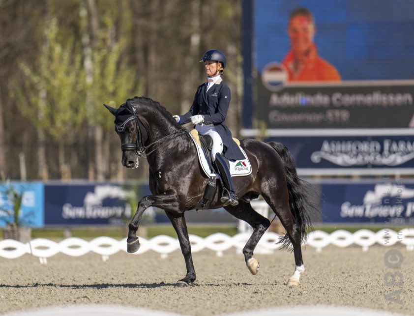 Thuiskeuring Brabant: Sterpredicaat voor Inter II-merrie Karantetrasse Texel featured image