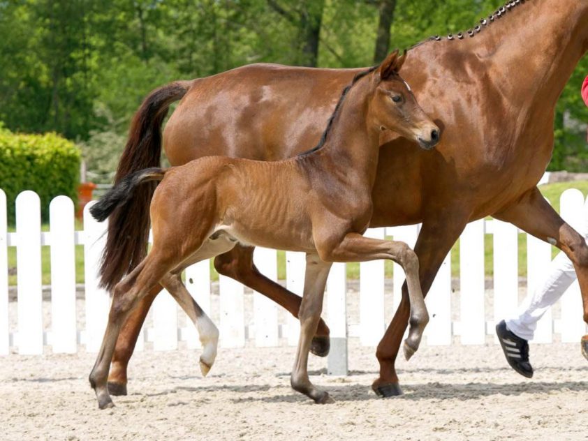 36.500 euro voor Franz Joseph Junior-zoon featured image