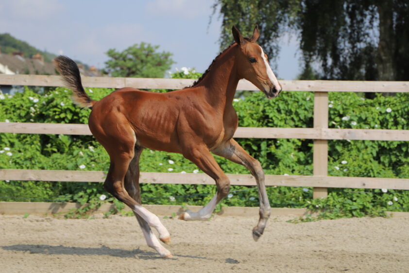 Emerald-zoon Empower DSH Z met 43.000 pond prijstopper Bolesworth Elite Auction featured image