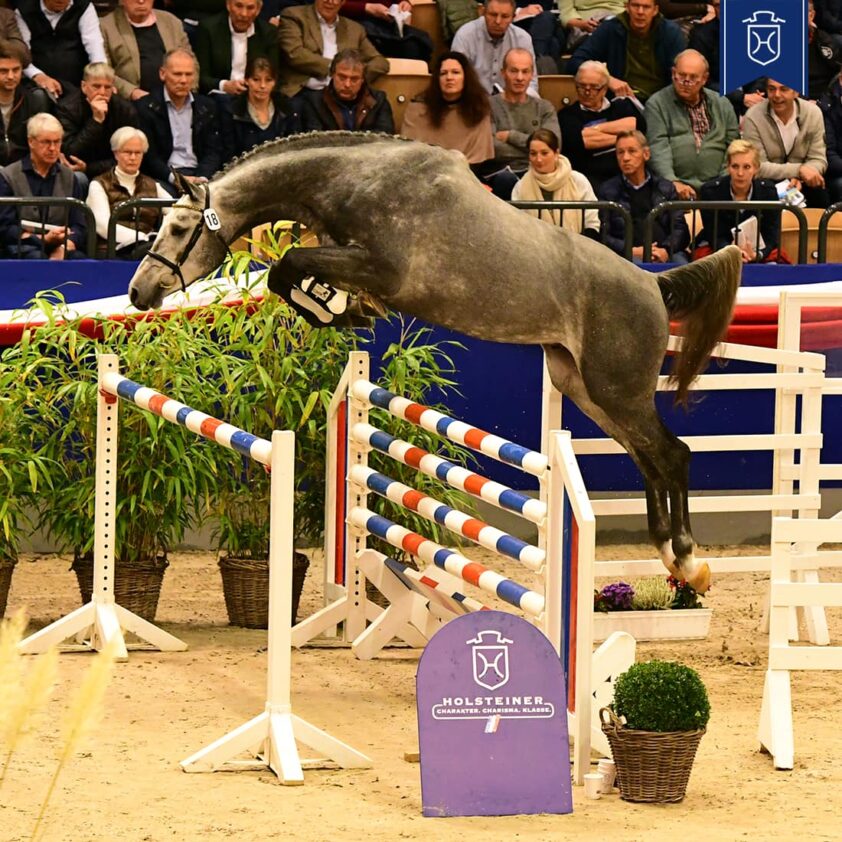 Holstein hengstenveiling: 115.000 euro voor reservekampioen Chavaros II -  Horses