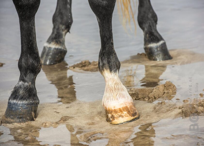 Paard slaat op hol en loopt slagaderlijke bloeding op featured image