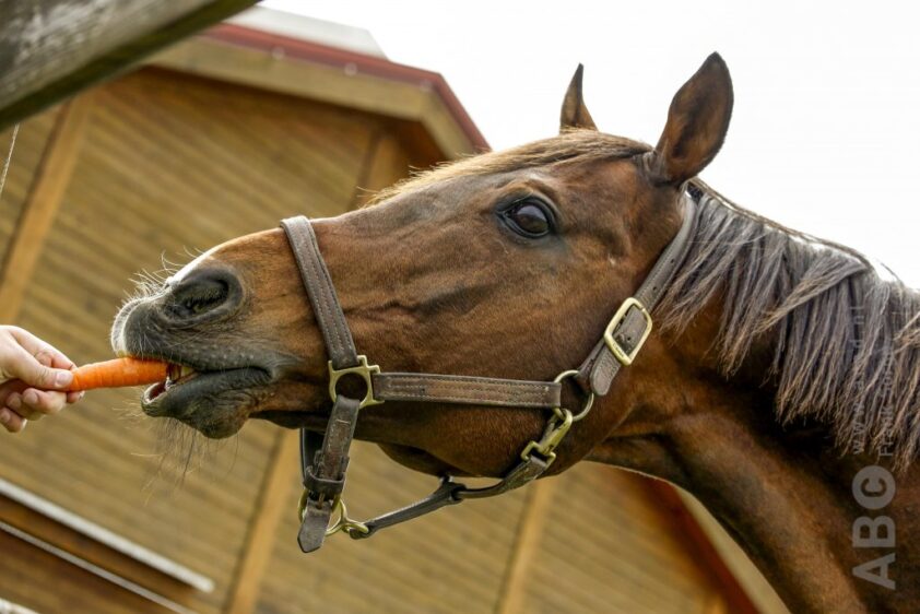 Paarden van Prinsjesdag krijgen lunch voorgeschoteld featured image