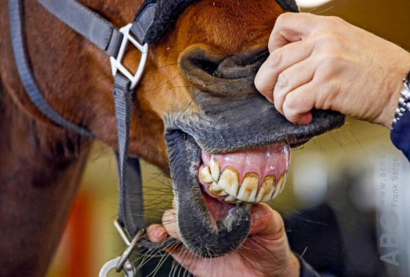 Paard & Voer: Wat te doen als je paard voerproppen maakt? featured image
