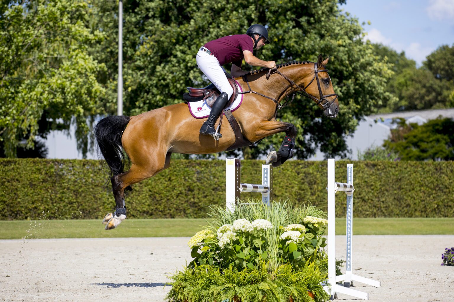 Toekomstige Grand Prixpaarden in Dutch Sport Horse Sales Horses