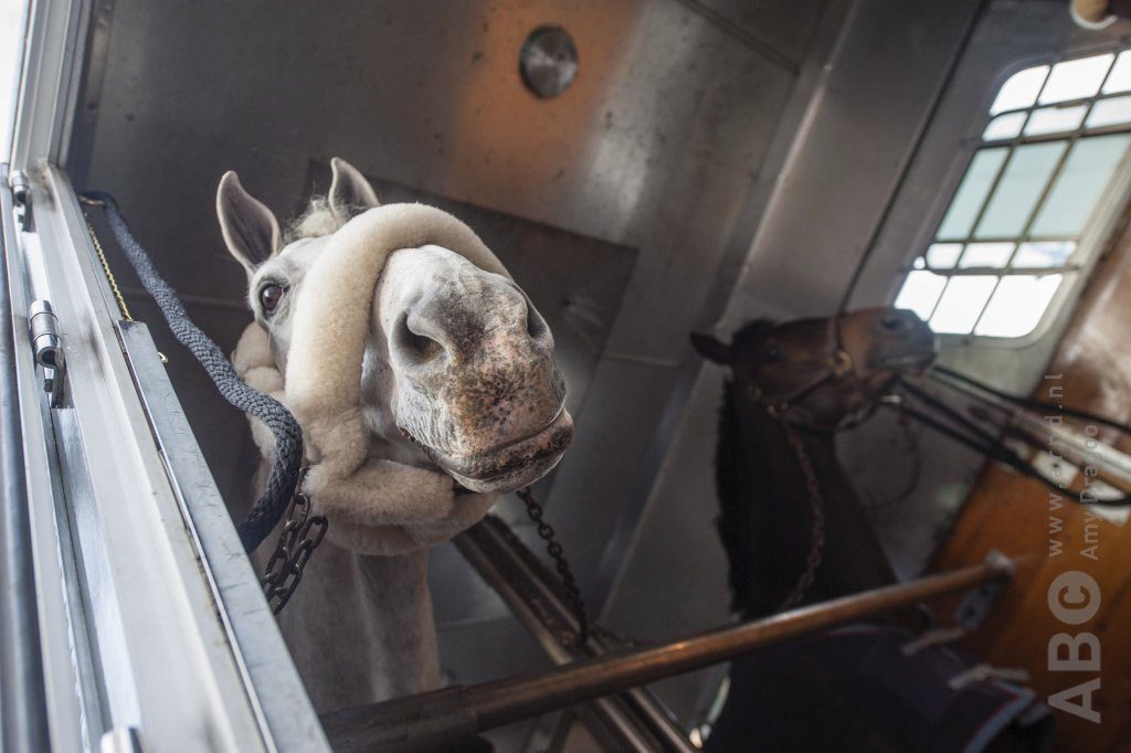 Modificare le regole del protocollo termico?  – cavalli