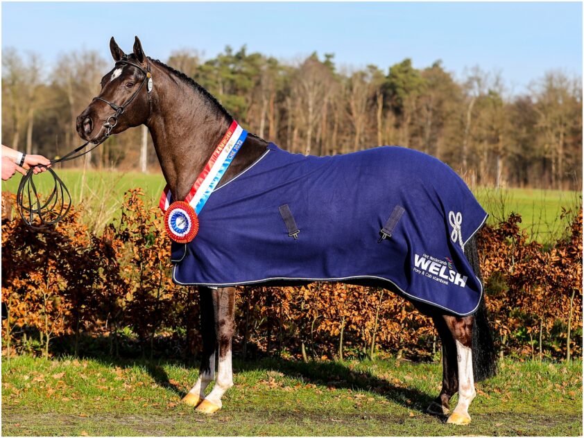 Welsh Stamboek verheugt zich op ‘ouderwetse gezellige’ hengstenkeuring featured image