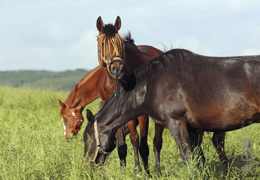 Pferd in Norddeutschland mit West-Nil-Virus infiziert