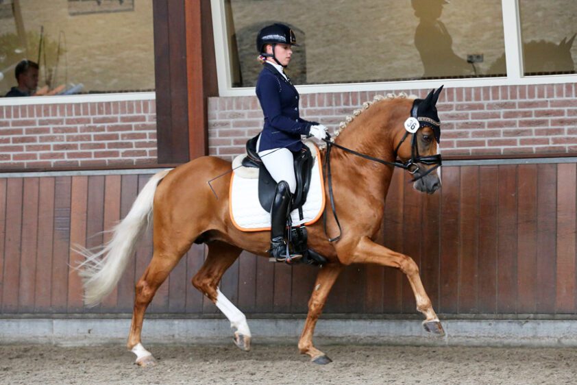 Geronimo Taonga, No Limit WS en Hania’s Xavi RSP winnen finale Dutch Pony Championship featured image