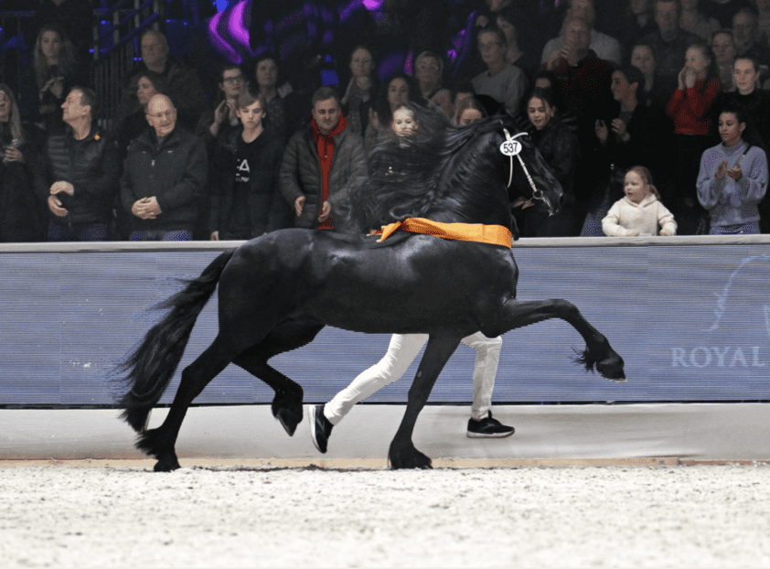 CK KFPS: Dame (Hilbrand 525) en Elvis (Jeppe 537) kampioenen veulens featured image