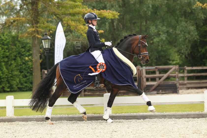 A New Story x Nicolai veilingtopper bij Elite Dressage Pony Sales featured image