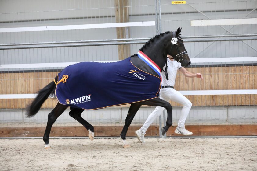 Keuring JongKWPN: Veel deelname, kwaliteit blijft wat achter featured image