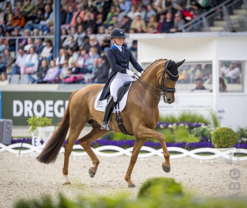 Blue Hors verkoopt GP-hengst Znickers featured image