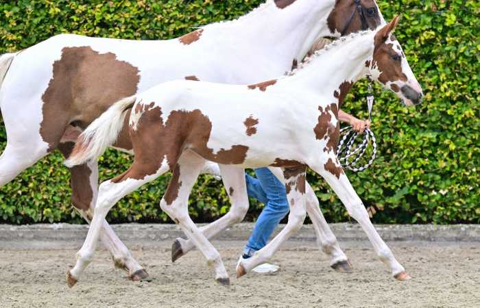 BWP Elite Foal Auction: 29.000 euro voor Emerald van ‘t Ruytershof-dochter featured image