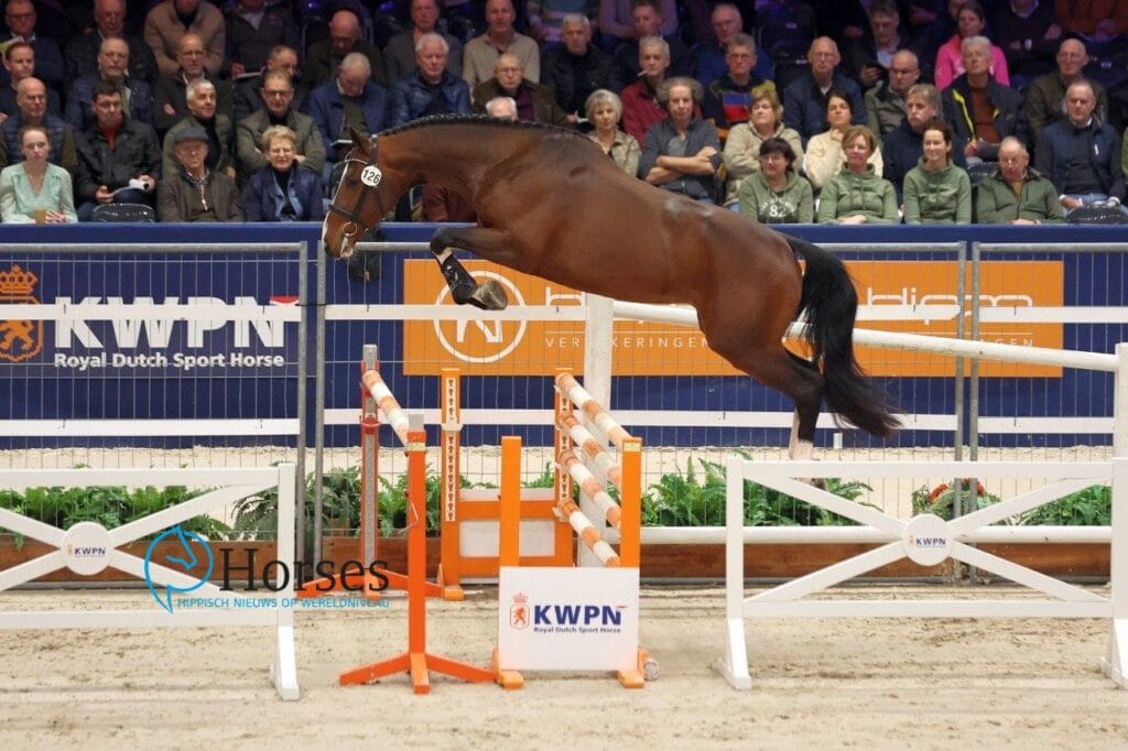 In Beeld: KWPN Hengstenkeuring springhengsten dag 2 featured image
