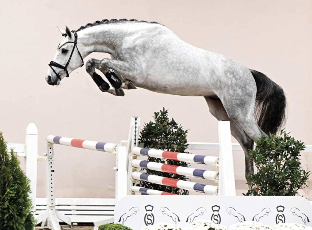 HK OS: Chacoon Blue van Egbert Schep kampioen featured image