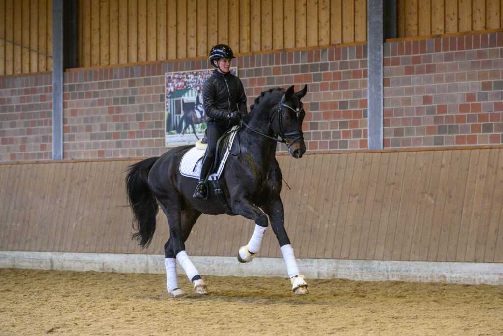 Haras de Malleret deelt beelden ernstig zieke Stolzenberg: ‘Zo lang hij nog wil vechten, gaan we door’ featured image