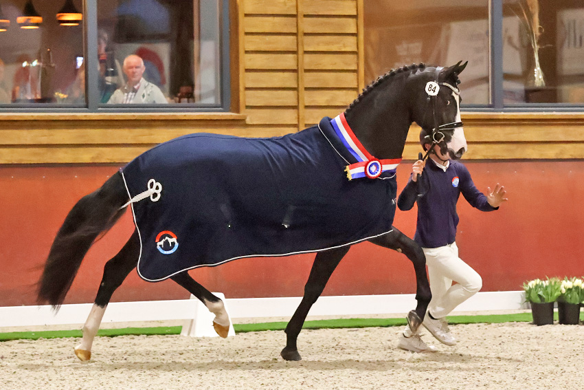 NRPS Verrichtingsonderzoek: 53 hengsten in catalogus featured image