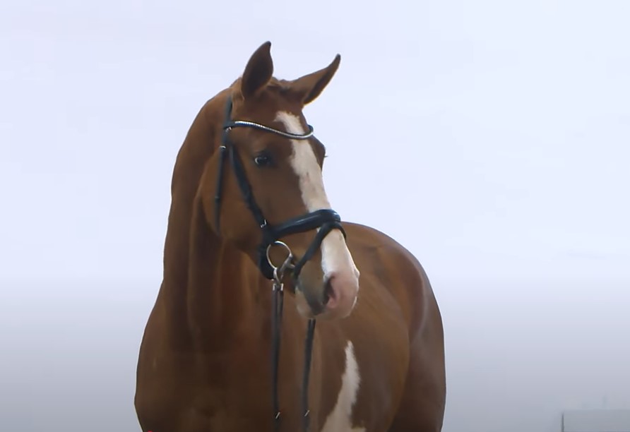 163.000 euro voor Diablue PS x Baloubet du Rouet bij PS Online featured image