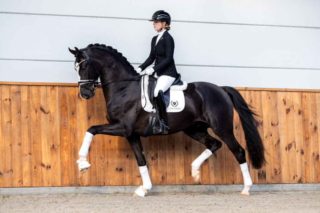 Vink Horses timmert aan de weg als hengstenstation: zaterdag 12 april eerste show featured image