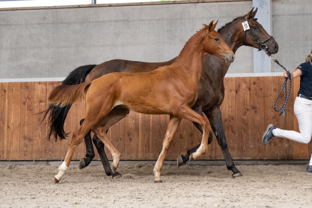 Laatste kans! Vanavond sluit de KWPN Online Foal Auction featured image