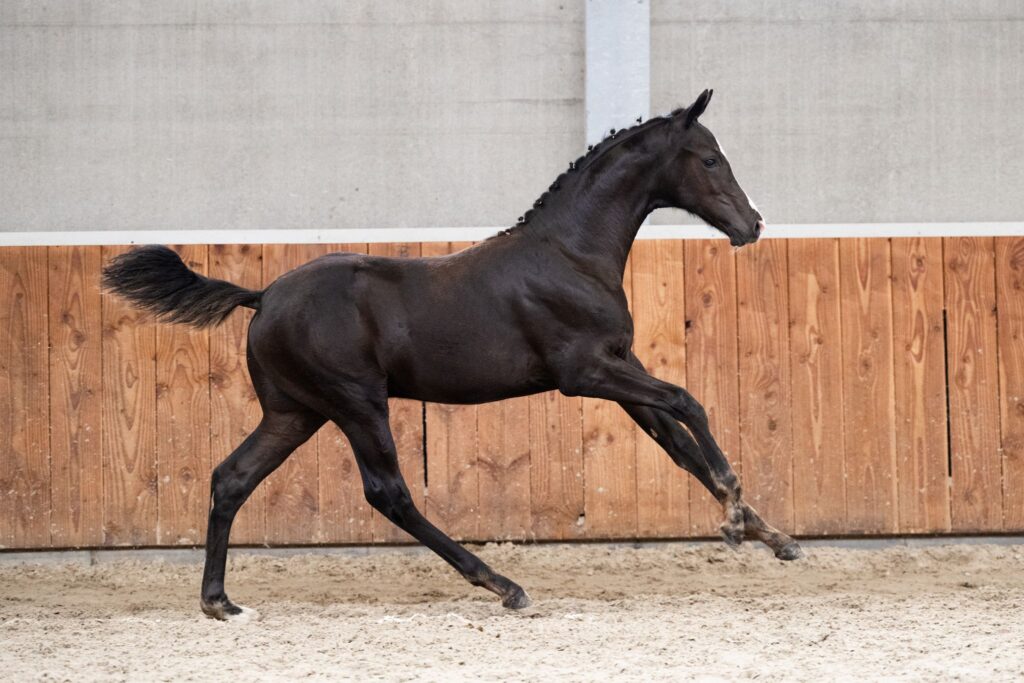 Bieden van start! KWPN Online Auction sluit maandagavond featured image
