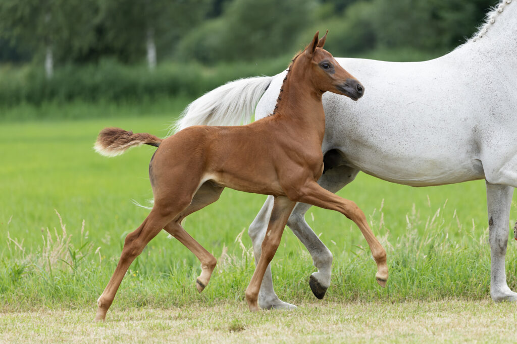 StuDutch Auction: legendarische dressuurgenen binnen handbereik featured image
