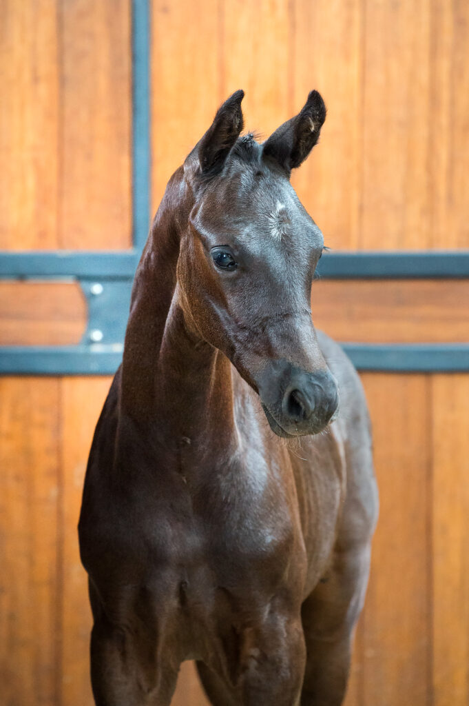 Sir Donnerhall levert met 20.000 euro veilingtopper Veulenveiling Prinsjesdag bij Droom Hoeve featured image