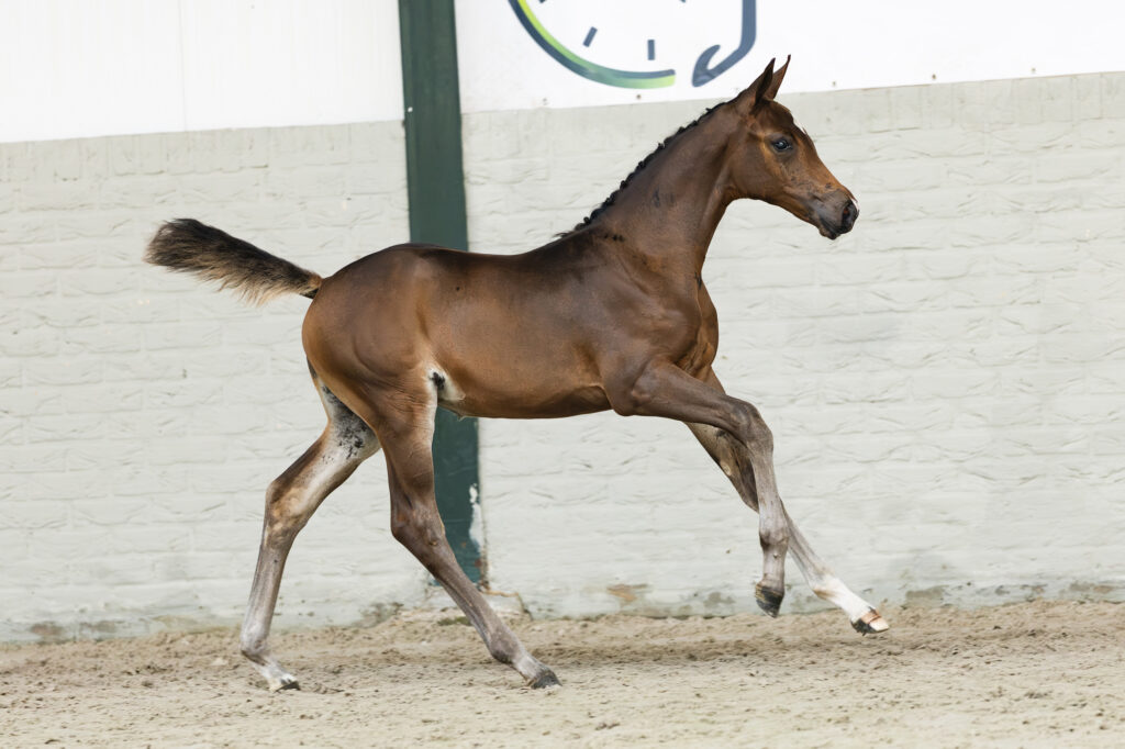 Succes voor Paardenveilingonline: Verona topper met 16.500 euro featured image