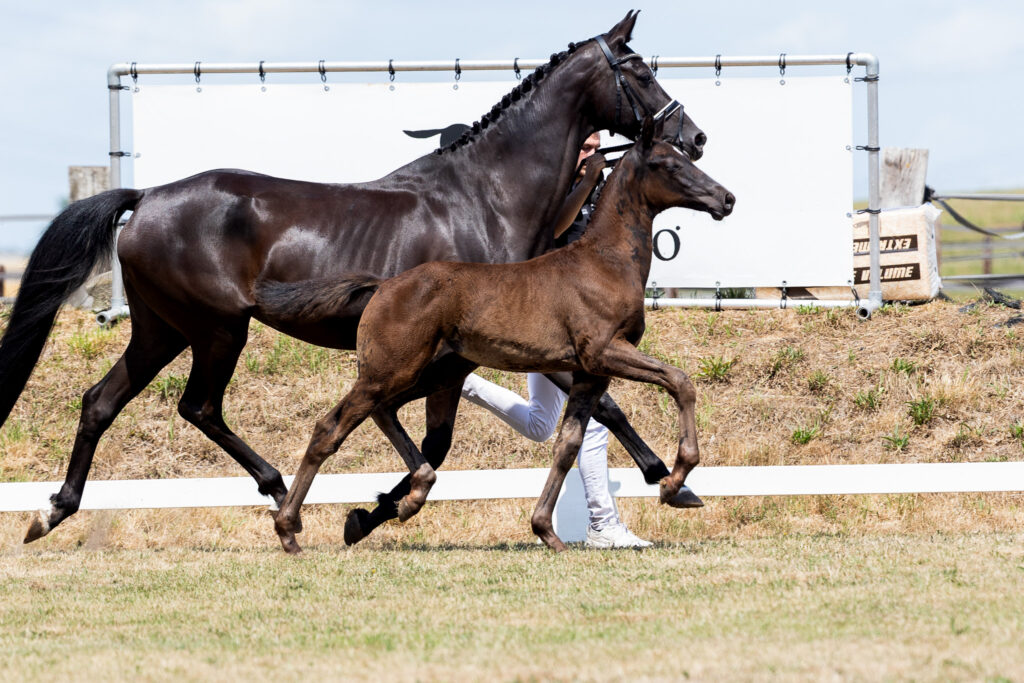Van Olst Sales: 19.000 euro voor Glamourdale x Desperado featured image