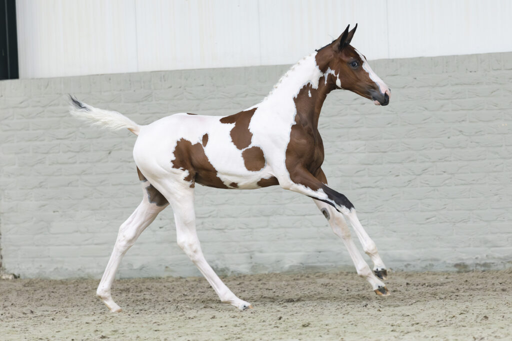 Toekomstige springkampioenen onder de virtuele hamer bij Paardenveilingonline featured image