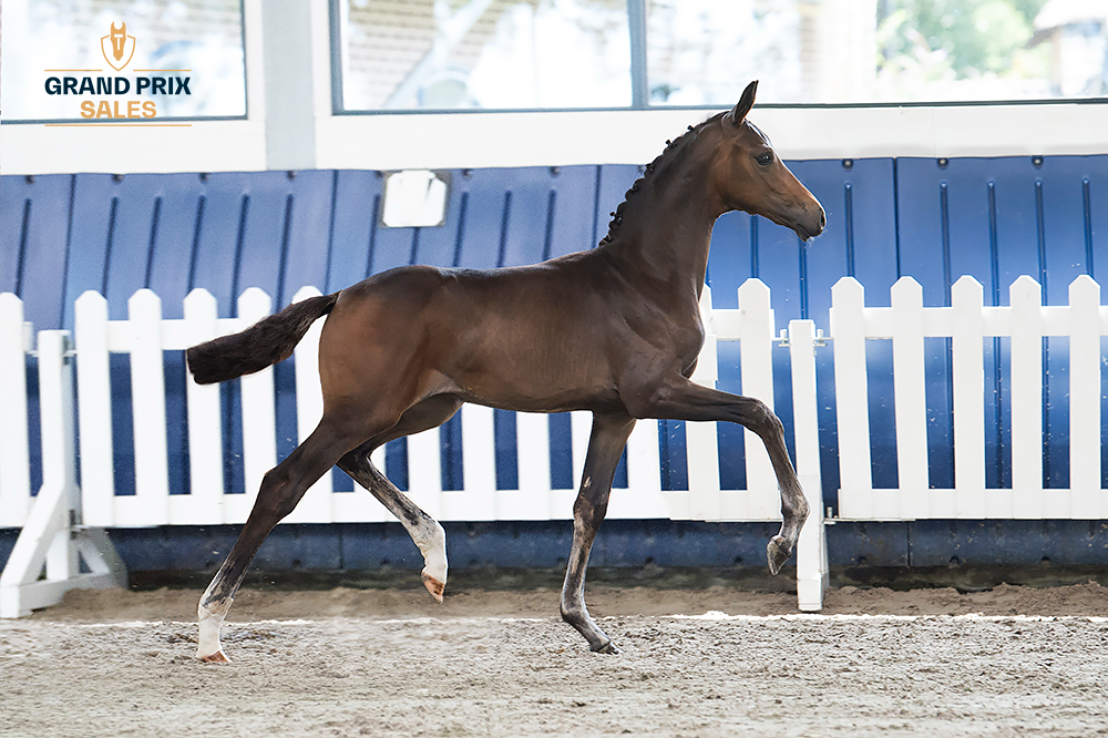 Ook twee dressuurveulens gaan voor 65.000 euro over de toonbank in Grand Prix Sales featured image