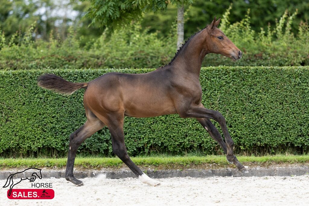 EK-toppers Ermitage Kalone en United Touch S leveren toppers HorseSales.Auction featured image