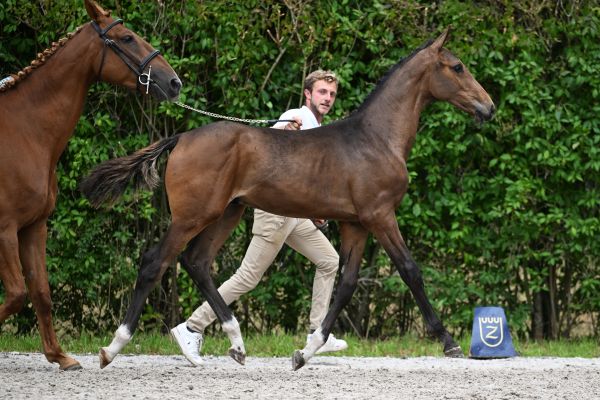Dominator 2000 Z-zoon hoogste bod van 19.500 euro op Zangersheide Veulenveiling featured image
