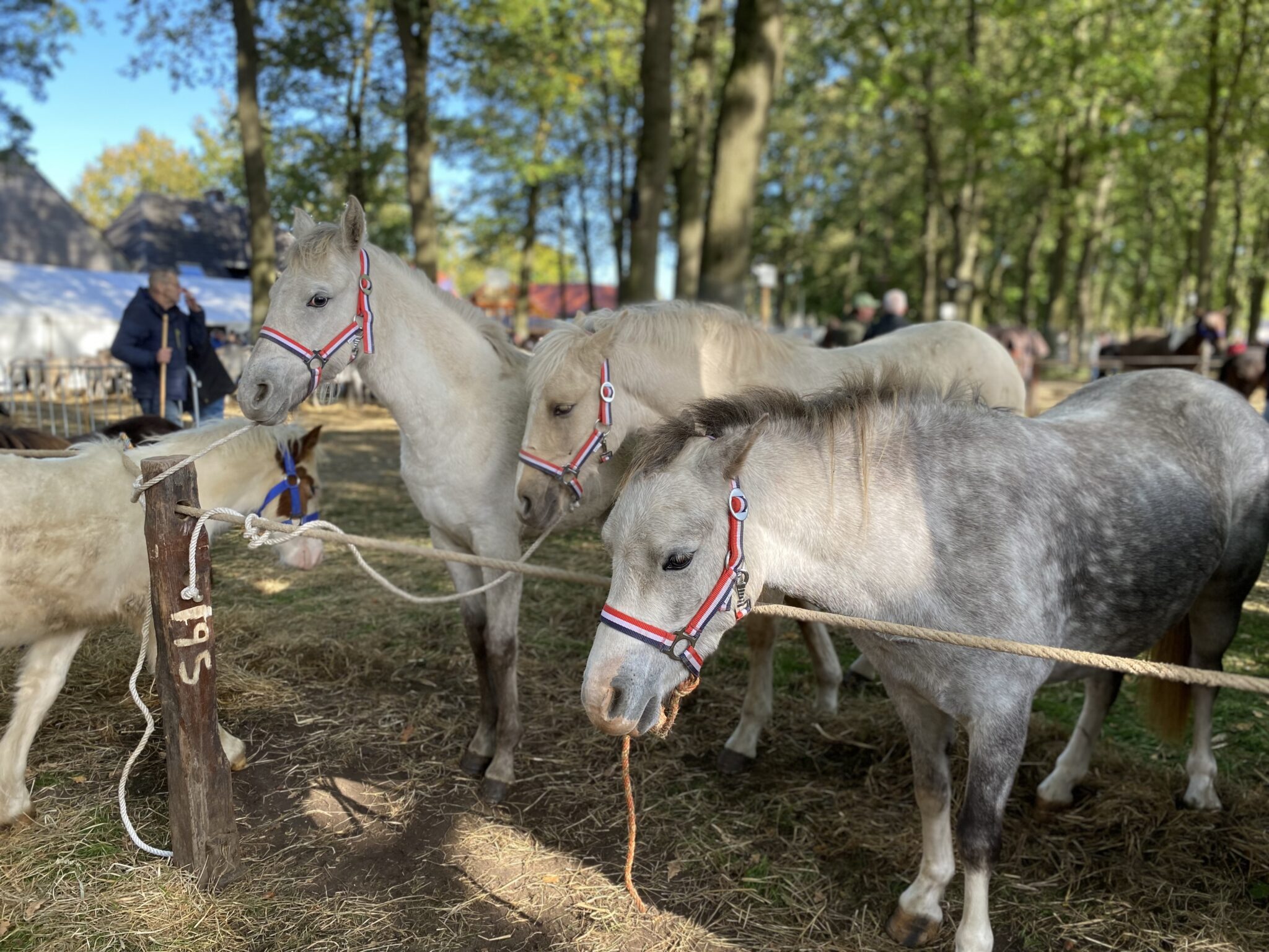 952 pony’s en paarden op natte Zuidlaardermarkt
