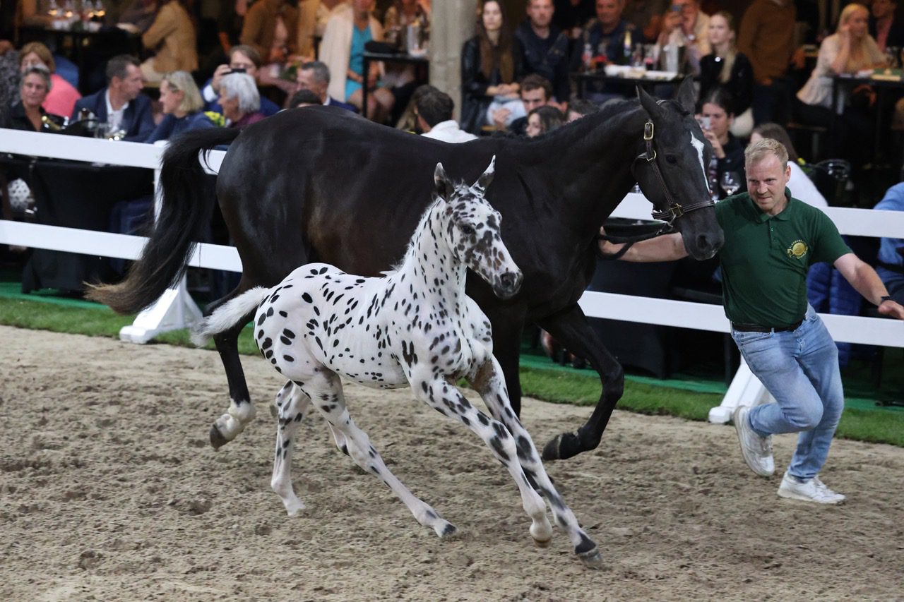 Appaloosa steelt show op Flanders Foal Auction met 386.000 euro