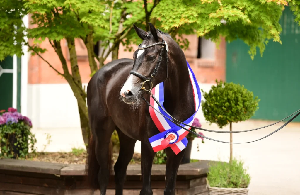 Royal Beauty U.P. en Rosegarden kampioenen op Holsteiner Verbandsstutenschau featured image