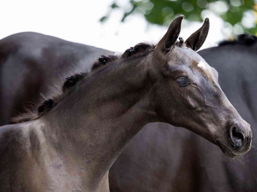 Vink Horses: 18.000 euro voor veulen van So You Can Dance